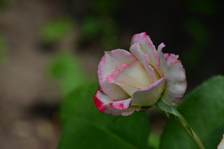 Pink and white rose on the background of green leaves in the gardenの写真素材