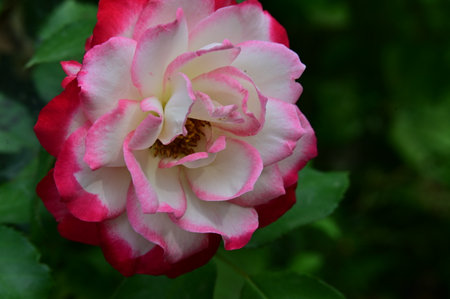 White and red rose with green leaves in the garden. Close up.の写真素材