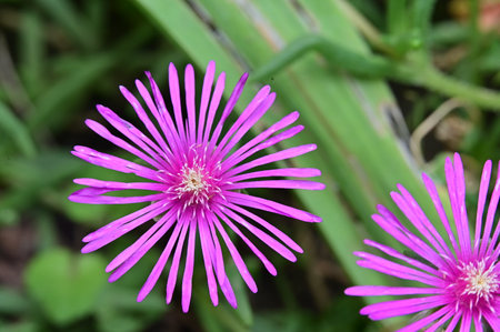 Carpobrotus edulis, also known as the ice plantの写真素材