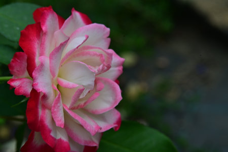 Pink and white rose in the garden. Nature background. Selective focus.の写真素材