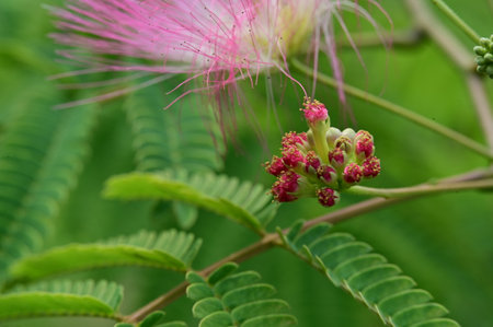 Close up of pink flower and green leaf on blurred background, Nature backgroundの写真素材