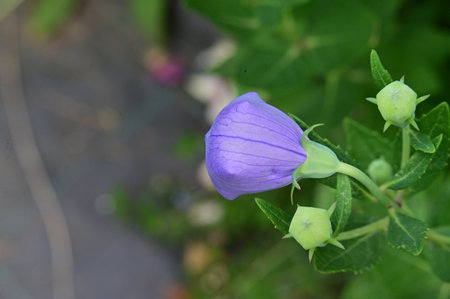 Purple flower of Platycodon grandiflorus.の写真素材
