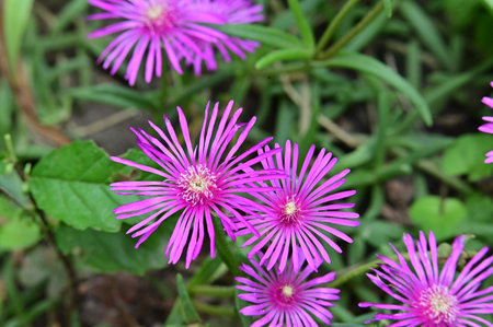 Carpobrotus edulis, also known as the ice plant, is a species of flowering plant in the genus Carpobrotus.の写真素材
