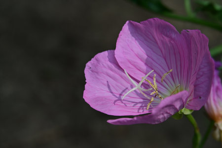 Purple Evening Primrose (Oenothera speciosa)の写真素材
