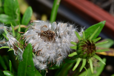 Dandelion seeds in the garden, close-up, macroの写真素材