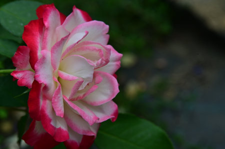 Pink and white rose in the garden. Close-up image.の写真素材