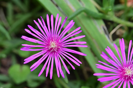 pink iceplant flower in the garden, closeup of photoの写真素材