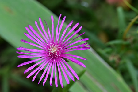 Carpobrotus edulis or ice plant in gardenの写真素材