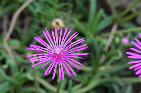pink flower in the garden,violet flower in the gardenの写真素材