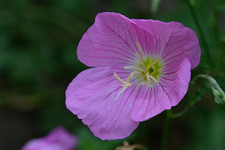 Pink flower of evening primrose, Oenothera speciosaの写真素材