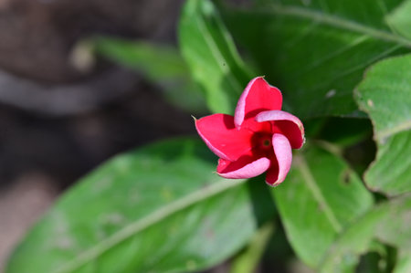 Red flower in the garden, Thailand. (Scientific name Impatiens lutea L.)の写真素材