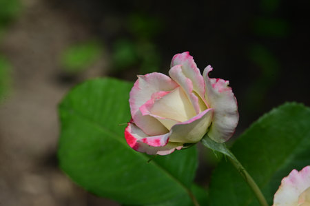 white and pink rose in the garden, shallow depth of field.の写真素材