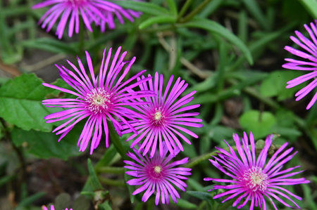 Purple flowers of ice plant (Carpobrotus)の写真素材