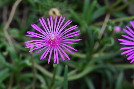 Flower of a purple ice plant (Carpobrotus)の写真素材