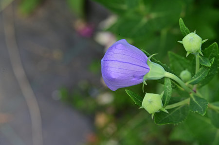 Purple flower of Platycodon grandiflorus.の写真素材
