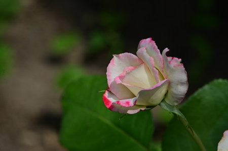 White and pink rose in the garden, shallow depth of field.の写真素材