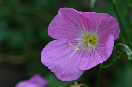 Pink Evening Primrose (Oenothera pratensis)の写真素材