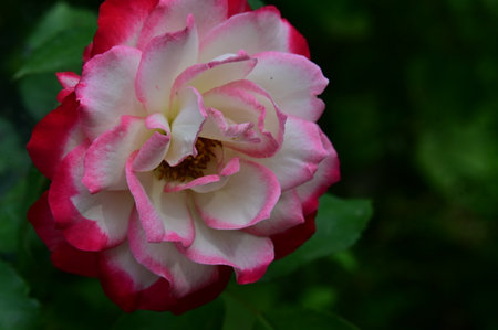 Red and white rose in the garden with green leaves on the backgroundの写真素材