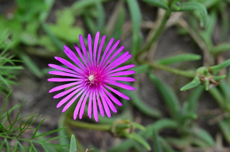 Carpobrotus edulis also known as the ice plantの写真素材