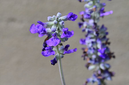 Salvia officinalis, commonly known as lavender, is a species of flowering plant in the salvia family.の写真素材