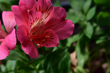 Beautiful pink alstroemeria flower in the garden, close upの写真素材