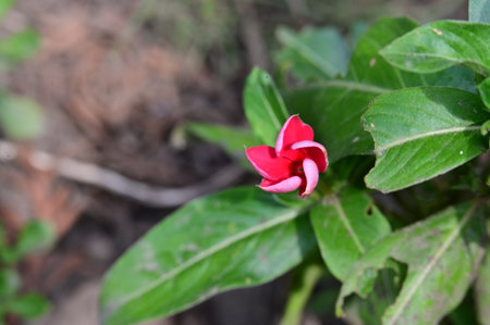Red flower of Impatiens liliiflora in gardenの写真素材