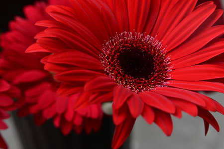 Red gerbera in a vase, closeup of photoの写真素材