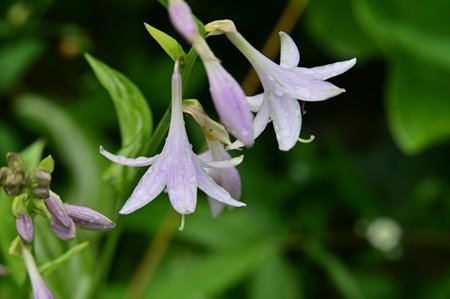 Purple flower of Campanula officinalis in the gardenの写真素材