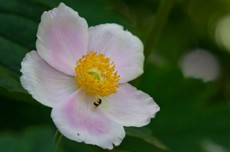 White flower of Japanese anemone (Anemone japonica)の写真素材