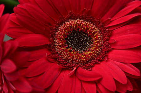 Close up of red gerbera flower, natural floral background.の写真素材