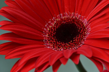 Red gerbera flower close-up on a gray background.の写真素材