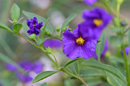 Purple flowers in the garden. Shallow depth of field.の写真素材