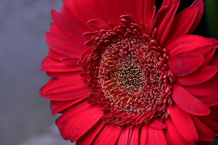 Close up of a red gerbera daisy in bloom.の写真素材