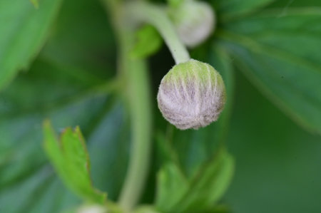 Close-up of a small bud of a berry in the gardenの写真素材