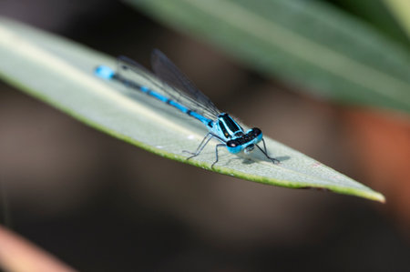 Blue damselfly on a green leaf, closeup of photoの写真素材