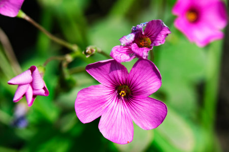 Beautiful pink flower with green leaves in the garden, stock photoの写真素材