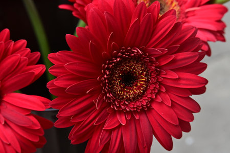 Red gerbera flower close-up in a vase.の写真素材