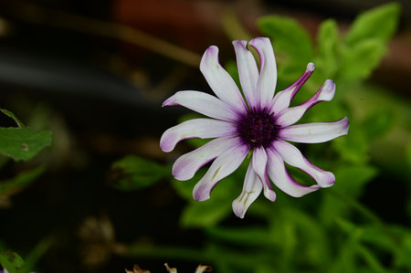Flower of the African daisy (Osteospermum)の写真素材