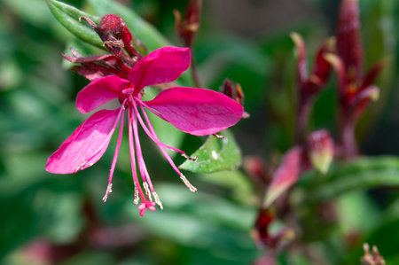 Close up of a pink flower with green leaves in the background.の写真素材
