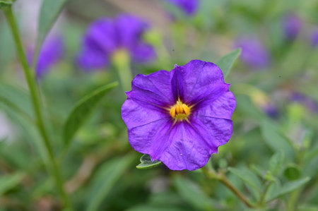 Purple Petunia flower in the garden with green leaves background.の写真素材
