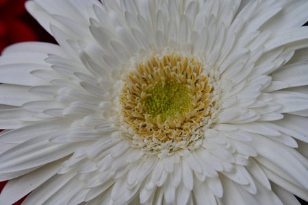 White gerbera flower close up, petals and stamensの写真素材