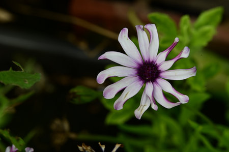 Close up of a purple daisy flower in a garden setting.の写真素材