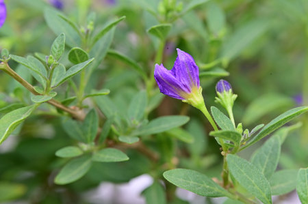 Purple flower with green leaves in the garden. Natural background.の写真素材