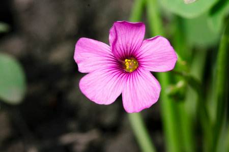 Close up of a pink oxalis (Oxalis acetosella) flowerの写真素材