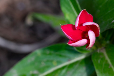 Close up of desert rose or Impatiens liliifloraの写真素材