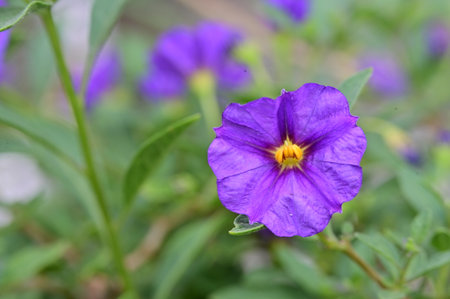 Purple Ruellia tuberosa flower in garden, Thailand.の写真素材