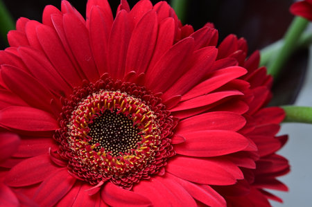 Red gerbera flower closeup. Macro shot with shallow depth of fieldの写真素材