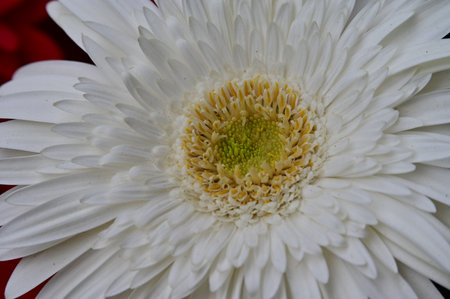 White gerbera flower on red background. Close-up.の写真素材