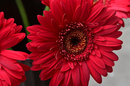 Red gerbera flower close up background. Floral background.の写真素材