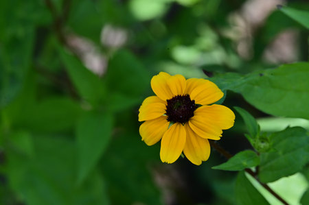 Yellow flower of rudbeckia in the garden on green background.の写真素材